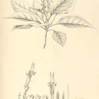 32. MONOCHILUS gloxinifolius.