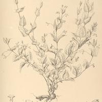 33. CASSELIA Mansoi.
