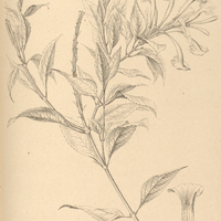 36. STACHYTARPHA speciosa.