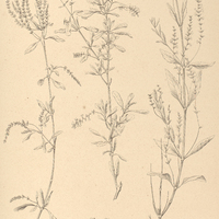 37. LIPPIA lycioides.