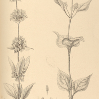 38. I. LIPPIA stachyoides. II. LIPPIA hirta. III. LIPPIA Chamissonis.