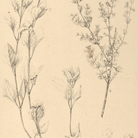 39. I. LIPPIA betulaefolia. II. LIPPIA microcephala.