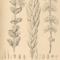 40. LIPPIA rotundifolia. LIPPIA lasiocalycina.