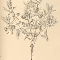 41. LIPPIA rhodocnemis.