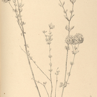 42. LIPPIA hederaefolia.