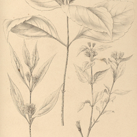 44. LANTANA brasiliensis.