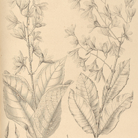 46. PETREA Blanchetiana. II. PETREA subserrata.