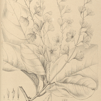 47. I. PETREA Martiana. II. PETREA insignis.