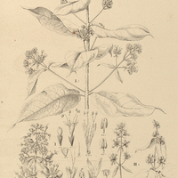 48. AEGIPHILA cuspidata.
