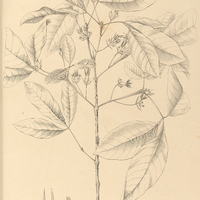 50. VITEX triflora.