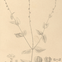 51. PRIVA bahiensis.