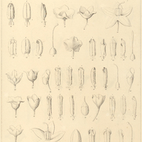 1. 1-8. SOLANUM sarachoides, 9-12. adscendens. 13-19. campaniforme. 20-25. coarense 26-34…
