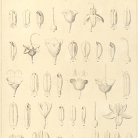 2. 1-5. SOLANUM diphyllum. 6-13. micranthum. 14-19. nudum. 20-25 . acuminatum. 26-29. triste. 30-34…