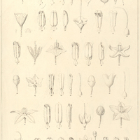 3. 1-10. SOLANUM lacteum, 11-15, glomuliflorum. 16-18. arenarium. 19. distichophyllum. 20-24…