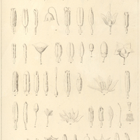 4. 1-2 SOLANUM argenteum. 3-5. capsicoides. 6-10. Orbignianum. 11-15. leontopodium. 16-18…