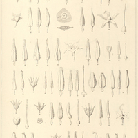 5. 1-3 SOLANUM Pohlii. 4.5. aurantiacum. 6. pauciflorum. 7-9. Schomburghii. 10-16. aculeatissimum…