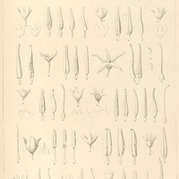 6. 1-7 SOLANUM pelliceum 8-11. buddleiaefolium. 12-18 . decorum . 19-22. apiculatum. 23-25 …