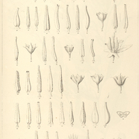 7. 1-8. SOLANUM torvum. 9.10. cuncifolium. 11.12. toxicarium. 13.14. rupincola. 15-17. cordifolium…