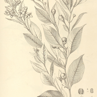 8. SOLANUM Caavurana.