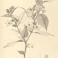 9. SOLANUM megalochitum