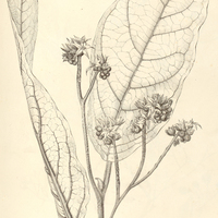 10. SOLANUM Martii.