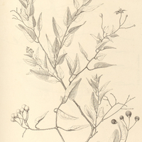 11. SOLANUM bocrhaaviaefolium.