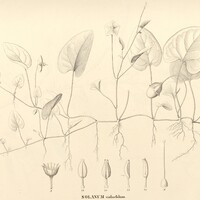 12. SOLANSUM violaefolium.