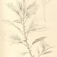 13. SOLANUM insidiosum