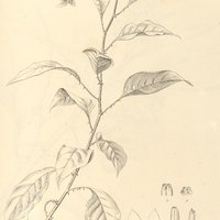14. SOLANUM glaucescens.