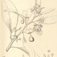 15. CYPHOMANDRA sycocarpa.
