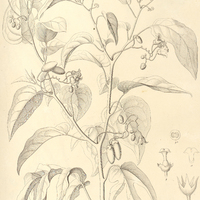 16. CYPHOMANDRA sciadostylis.