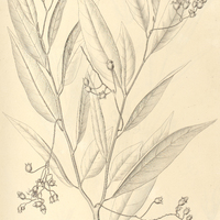 17. CYPHOMANDRA velutina.