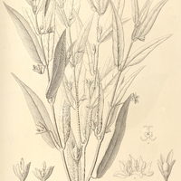 18. ATHENAEA anonacea.