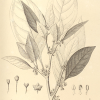 19. AURELIANA velutina.