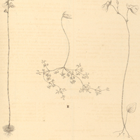 20. I. POLYPOMPHOLYX laciniata. II. UTRICULARIA palatina. III. UTRICULARIA geminiloba.