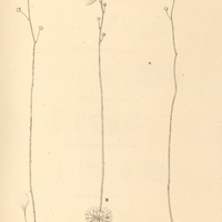 21. I. UTRICULARIA globulariaefolia. II. GENLISEA ornata. III. UTRICULARIA nervosa.