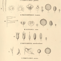 22. I. UTRICULARIA palatina. ; II. POLYPOMPHOLYX laciniata. ; III. GENLISEA ornata. ; IV…
