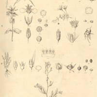 23. I. PELLETIERA verna. ANAGALLIS. II. latifolia. III. tenella. IV. CENTUNCULUS minimus. V…