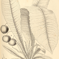 24. CLAVIJA I. macrophylla, II. ornata.