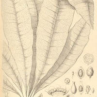 25. CLAVIJA caloneura.