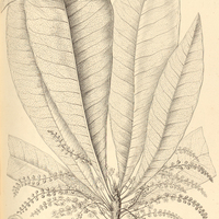 26. CLAVIJA integrifolia.