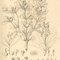 27. JACQUINIA I. armillaris, II. arborea, III. aurantiaca.