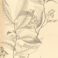 28. ARDISIA semicrenata.
