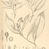 29. ARDISIA semicrenata var. I. angustifolia, II. integerrima, III. angustissima.