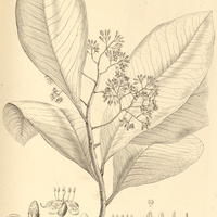 30. ARDISIA Martiana.