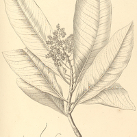 31. ARDISIA ambigua.