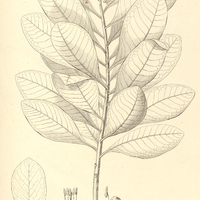 32. ARDISIA leptantha.