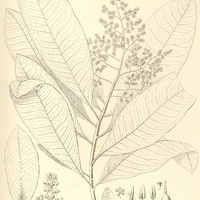 33. ARDISIA gracilis.