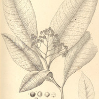 34. ARDISIA latipes.