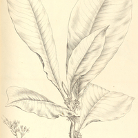 35. ARDISIA cauliflora.